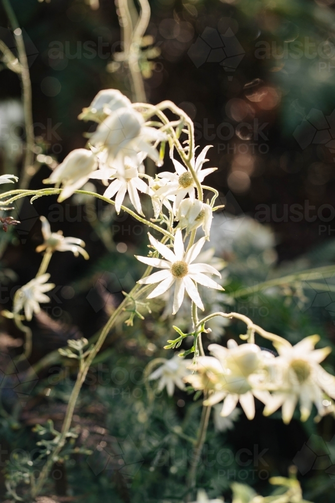 Flannel Flower - Australian Stock Image
