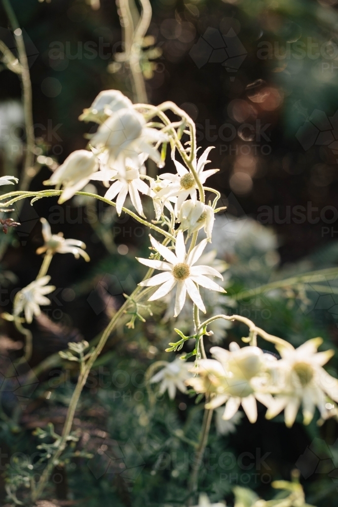 Flannel Flower - Australian Stock Image