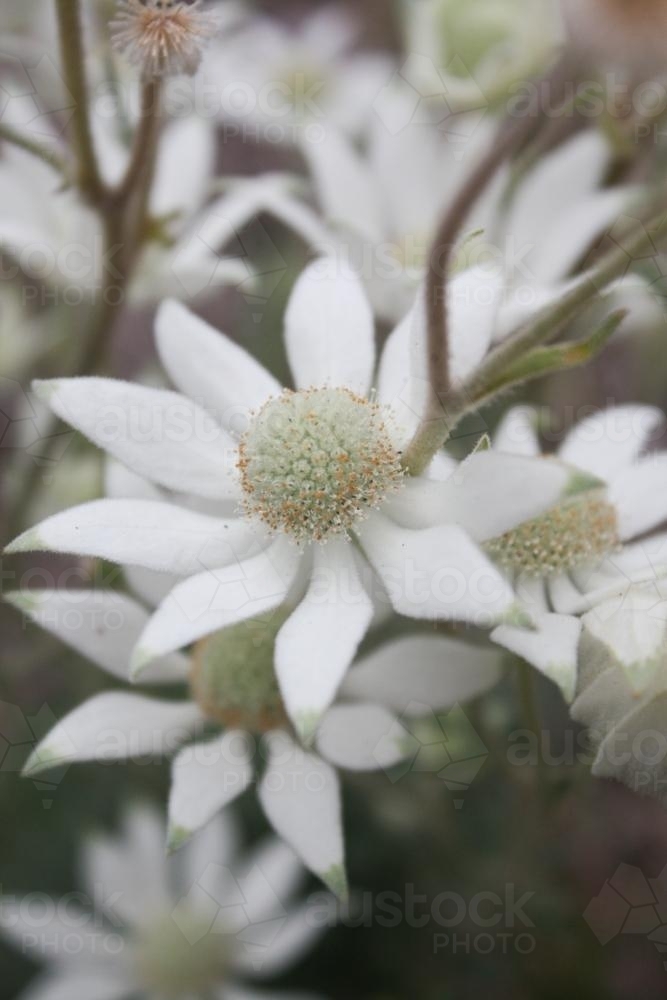 Flannel Flower plant - Australian Stock Image