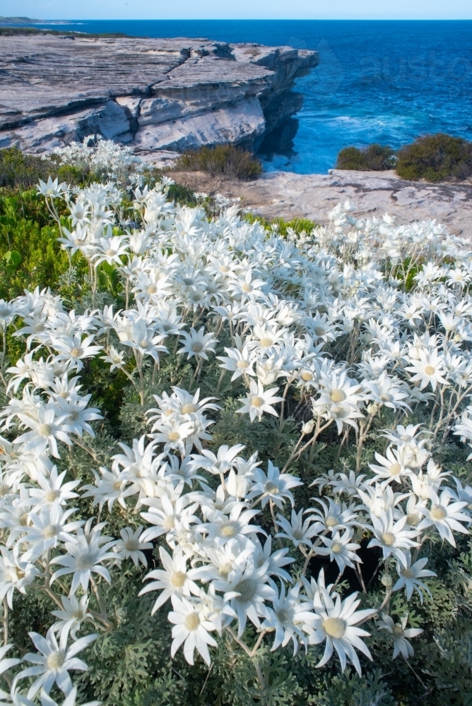 Flannel flowers and sea cliffs - Australian Stock Image