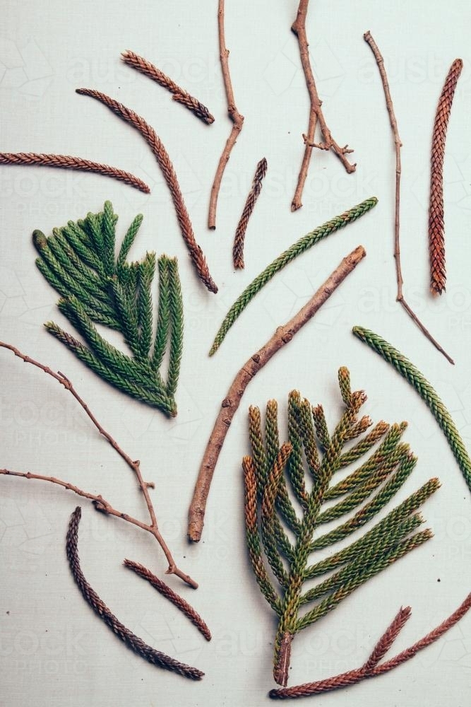 Flat lay collection of pine twigs and branches on white - Australian Stock Image