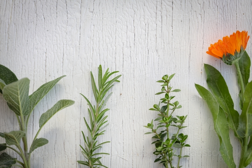 Flat lay image featuring fresh herbs laid out on white wood background, sage, rosemary, thyme - Australian Stock Image