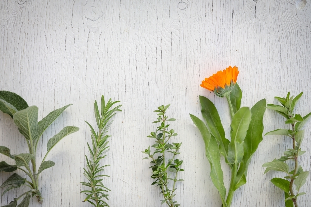 Flat lay image featuring fresh herbs laid out on white wood background, sage, rosemary, thyme - Australian Stock Image