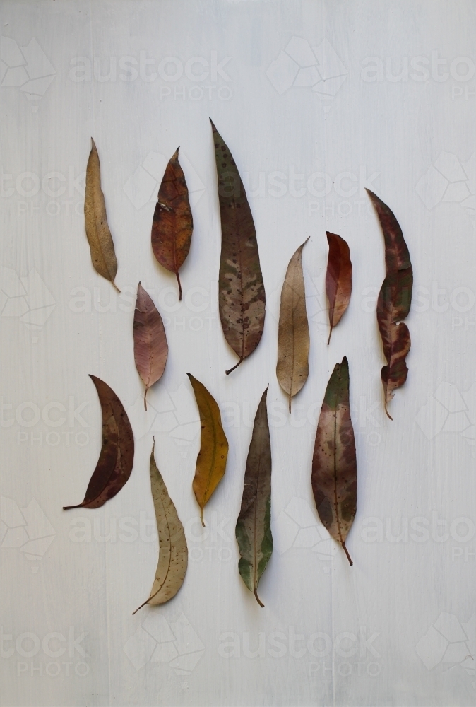Flat lay of leaves on white background - Australian Stock Image