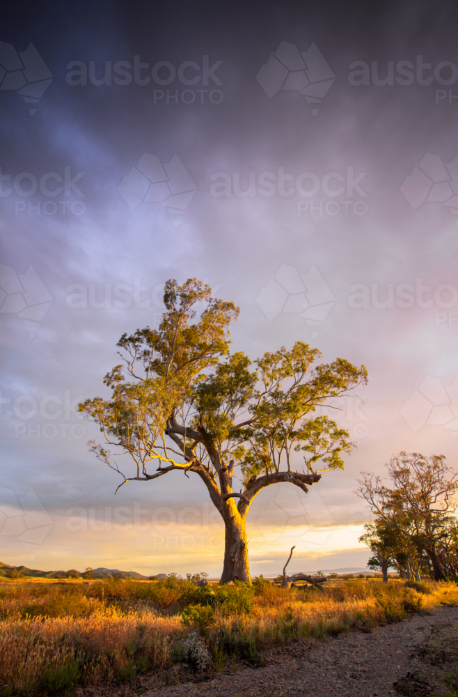 Flinders Ranges Landscape - Australian Stock Image