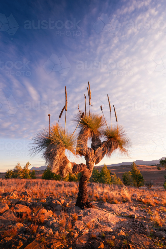 Flinders Ranges Landscape with xanthorrhoea tree - Australian Stock Image