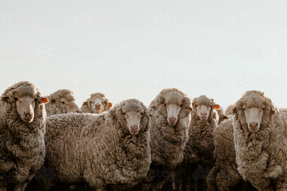 Flock Merino sheep gathered in a field - Australian Stock Image