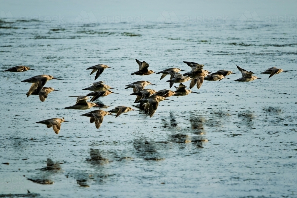 Flock of Bar-tailed Godwits (Limosa lapponica) on migratory journey from Siberia - Australian Stock Image