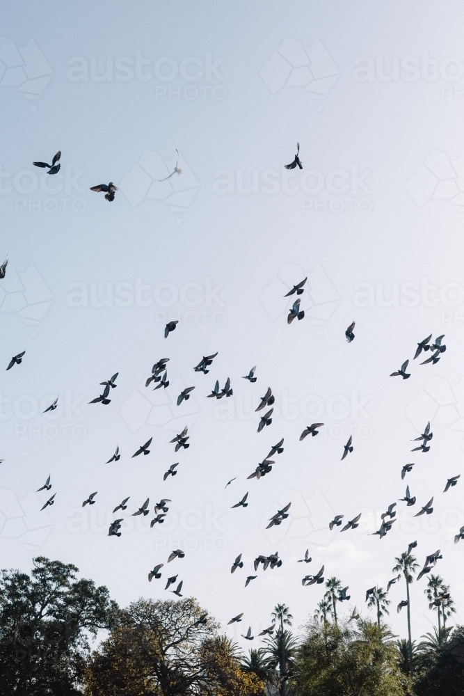 Flock of birds flying above garden in the city - Australian Stock Image