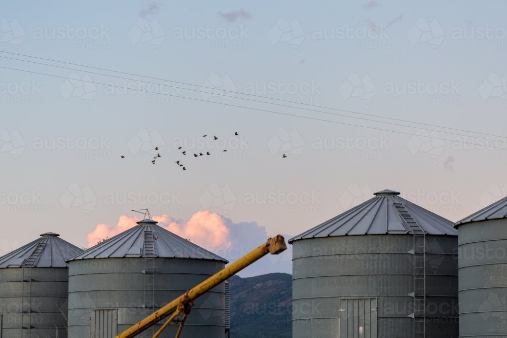 Flock of birds over grain silos on farm at dusk - Australian Stock Image