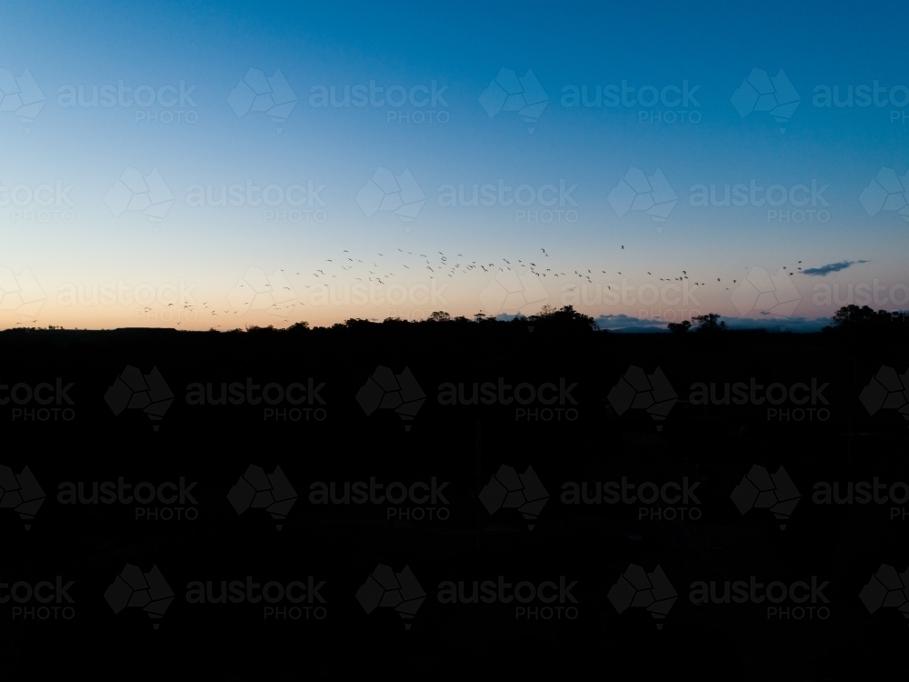 Flock of birds silhouetted at sunset - Australian Stock Image