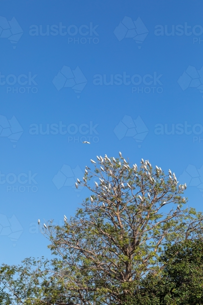 flock of corellas roosting in tree against blue sky - Australian Stock Image