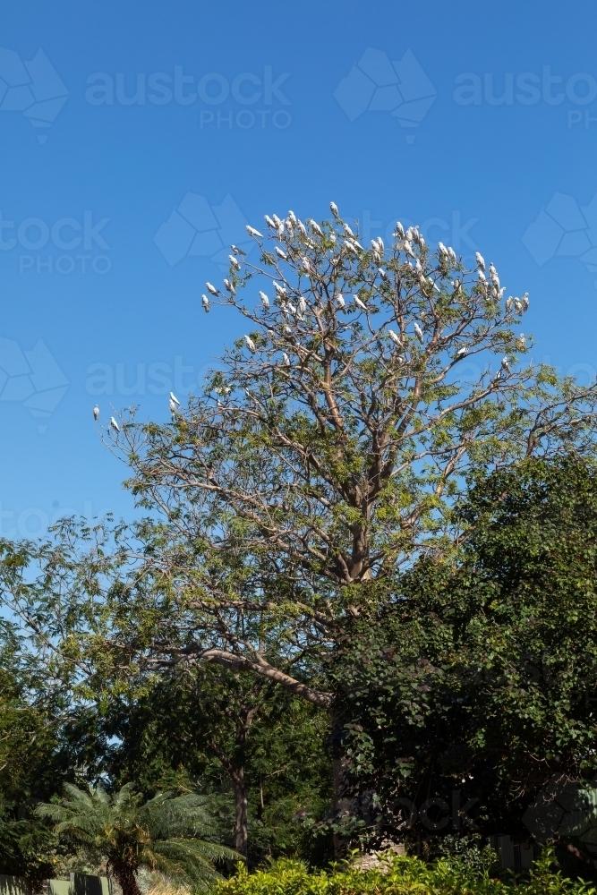 Image of flock of corellas roosting in tree in garden against blue sky ...