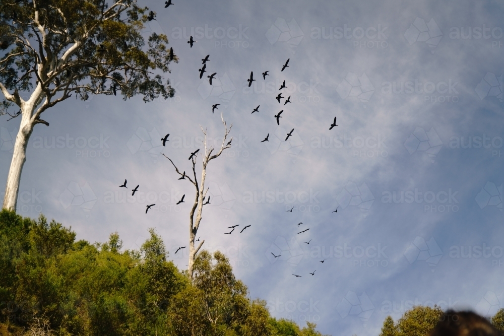 Flock of Cormorants Flying over River Bank - Australian Stock Image