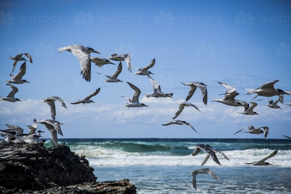 Flock of crested terns flying over the sea surface - Australian Stock Image