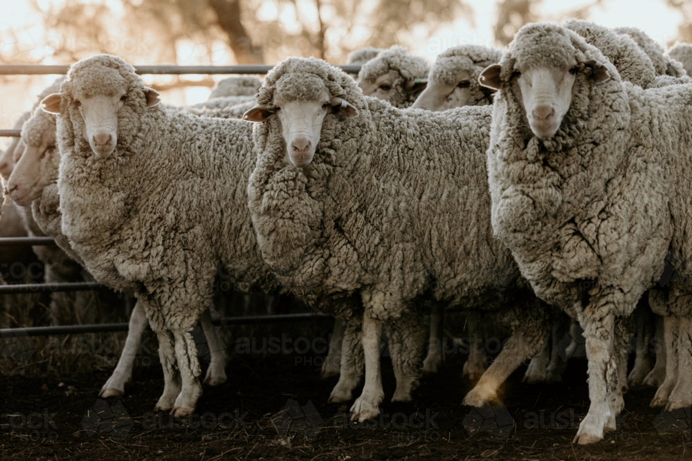 Flock of curious sheep in a fenced area - Australian Stock Image