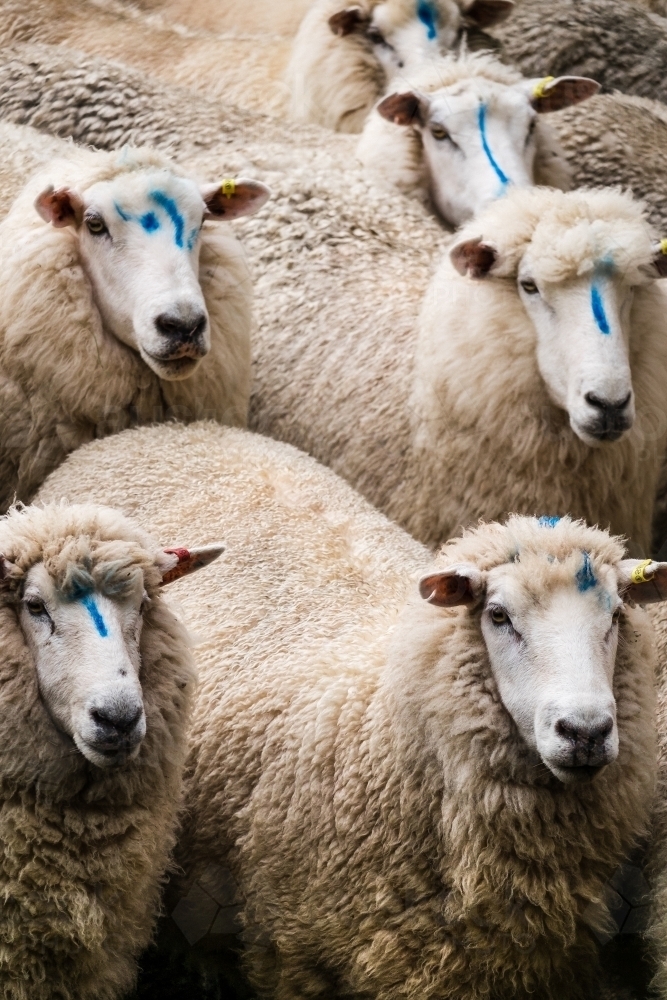 Flock of ewes marked with marker to show they haven't lambed - Australian Stock Image