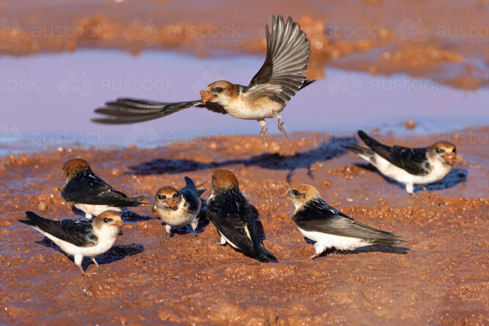 Flock of  Fairy Martin (Petrochelidon ariel) - Australian Stock Image