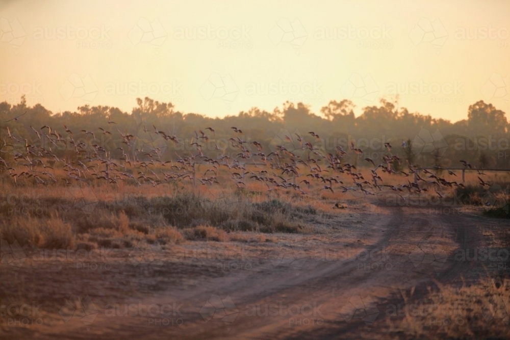 Flock of galahs flying over dirt road in sunrise in outback Australia - Australian Stock Image