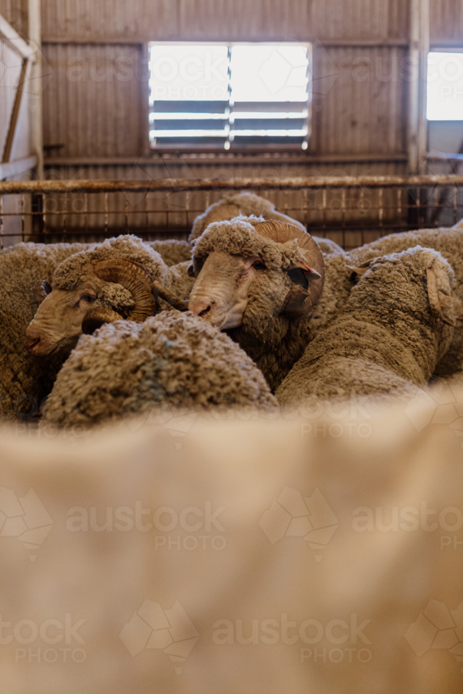 Flock of horned sheep bunched up in shearing shed - Australian Stock Image