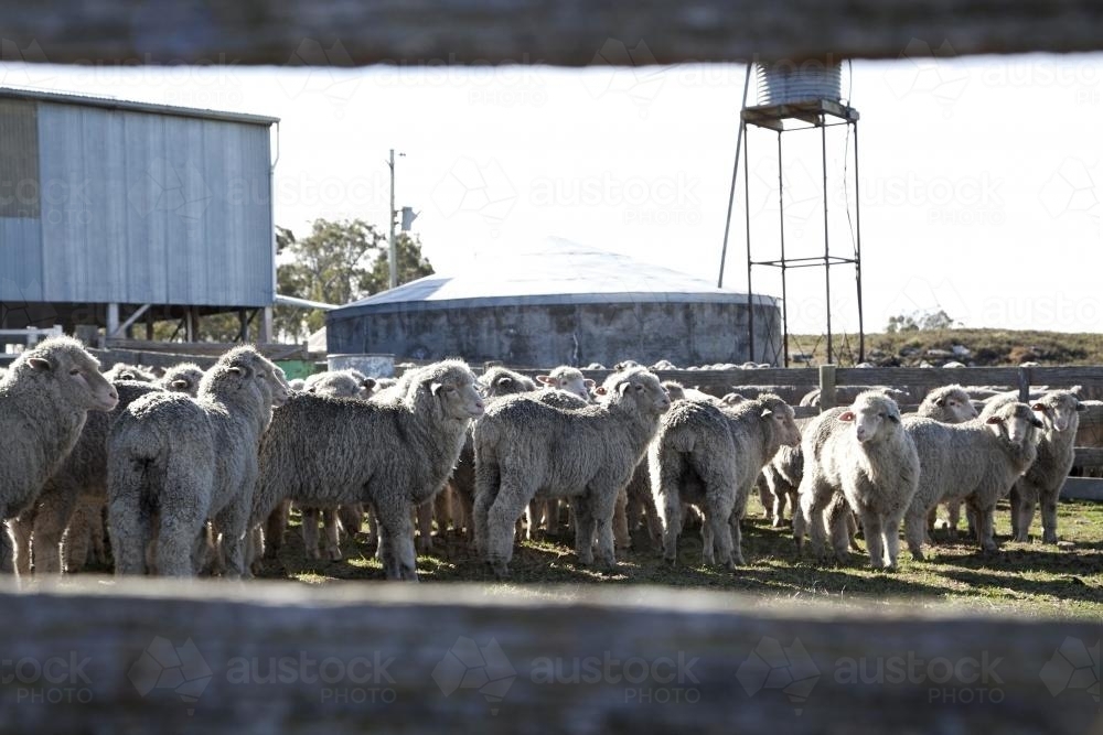 Flock of lambs in a wooden fenced yard - Australian Stock Image