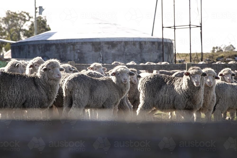 Flock of lambs standing in a fenced yard - Australian Stock Image