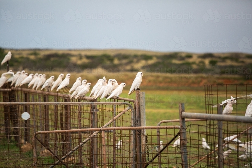 Flock of Little Corellas sitting on a metal fence on an outback station - Australian Stock Image