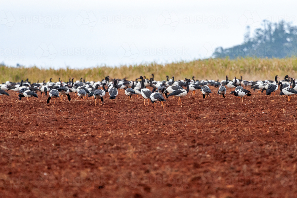 Flock of Magpie Geese standing in red dirt paddock. - Australian Stock Image