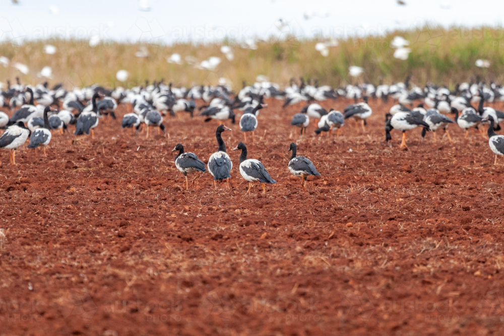 Flock of Magpie Geese standing in red dirt paddock. - Australian Stock Image
