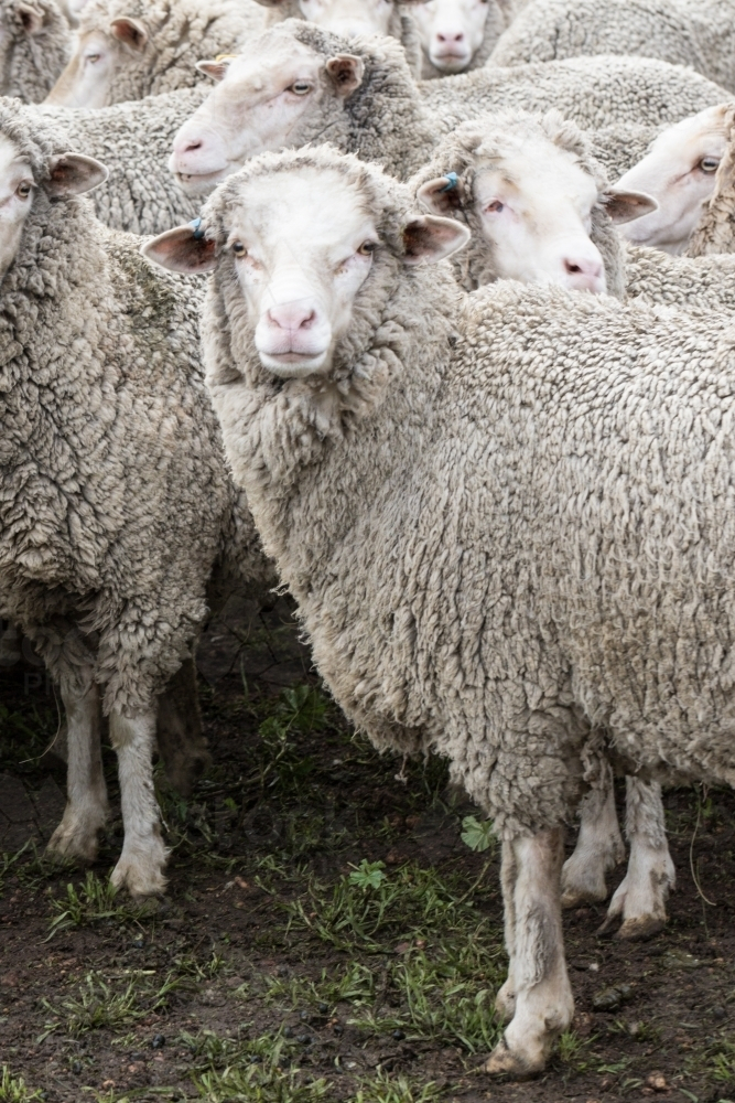 Flock of Merino ewes standing on a ground with sparse grass - Australian Stock Image