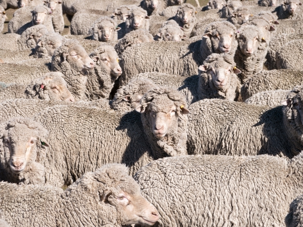 Flock of merino sheep filling the full frame - Australian Stock Image