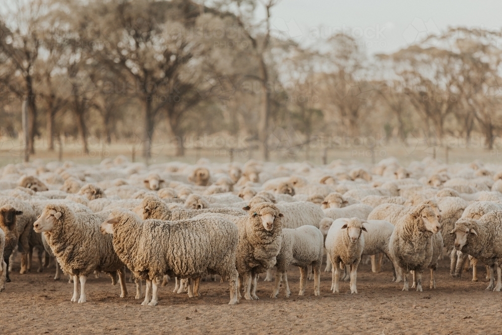 Flock of merino sheep in dry and dusty paddock - Australian Stock Image