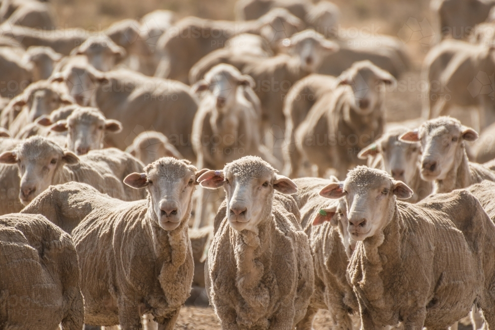 Flock of Merino sheep packed together at sunset - Australian Stock Image