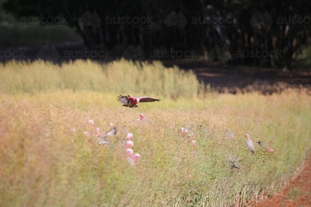 Wind Rowed Canola Image of Flock of native birds (galahs) eating in a windrowed canola ...