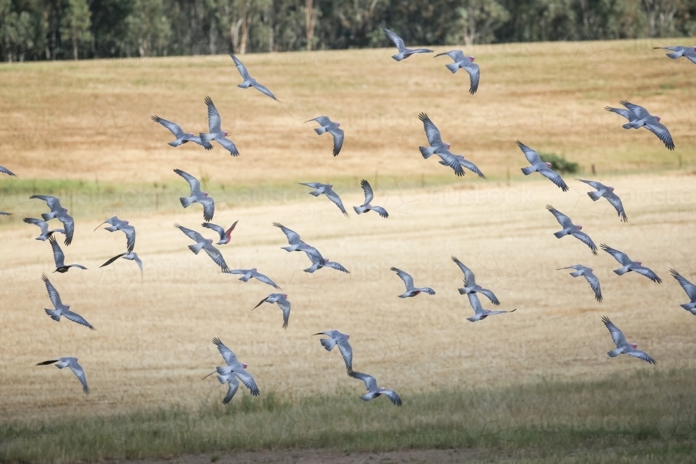 Flock of native birds (galahs) flying on a farm - Australian Stock Image