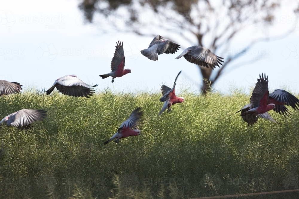 Flock of native birds (galahs) flying over a canola crop - Australian Stock Image