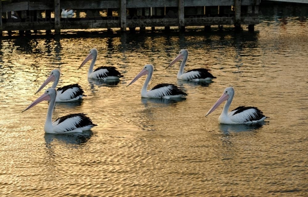 Flock of Pelicans Swimming near a Pier at Mallacoota - Australian Stock Image