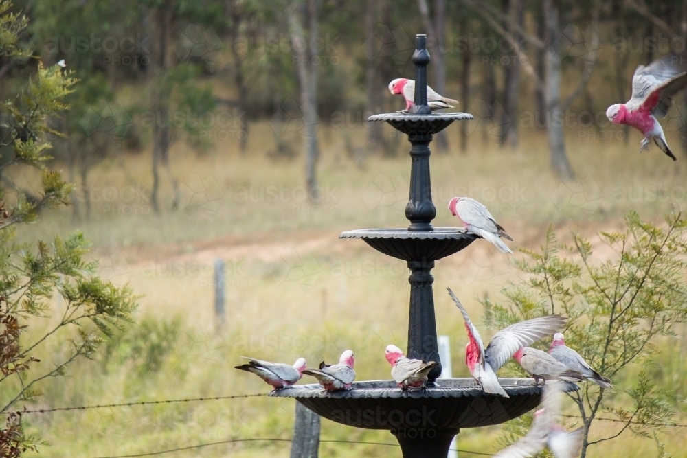 flock of pink and grey galah birds sitting on a layered fountain - Australian Stock Image