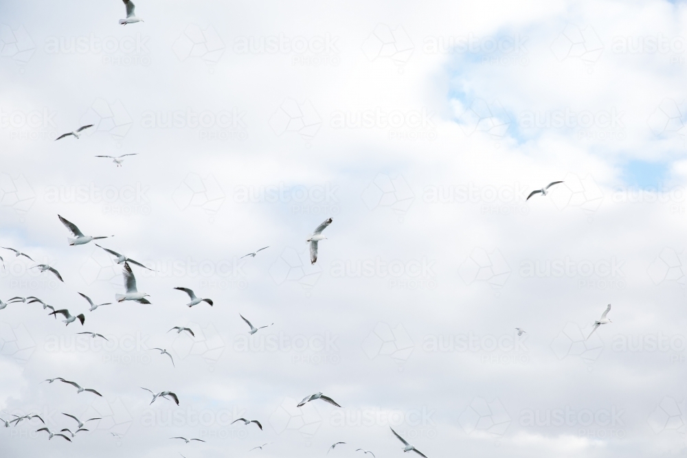 Flock of seagulls in the sky - Australian Stock Image
