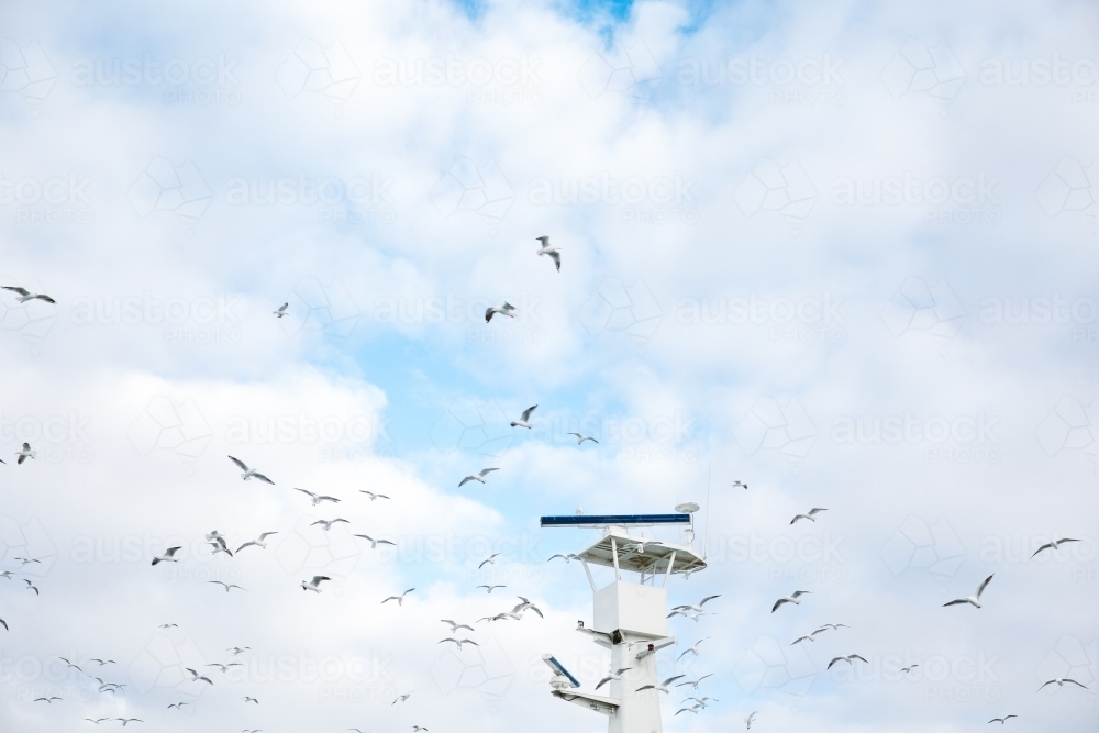 Flock of seagulls in the sky - Australian Stock Image