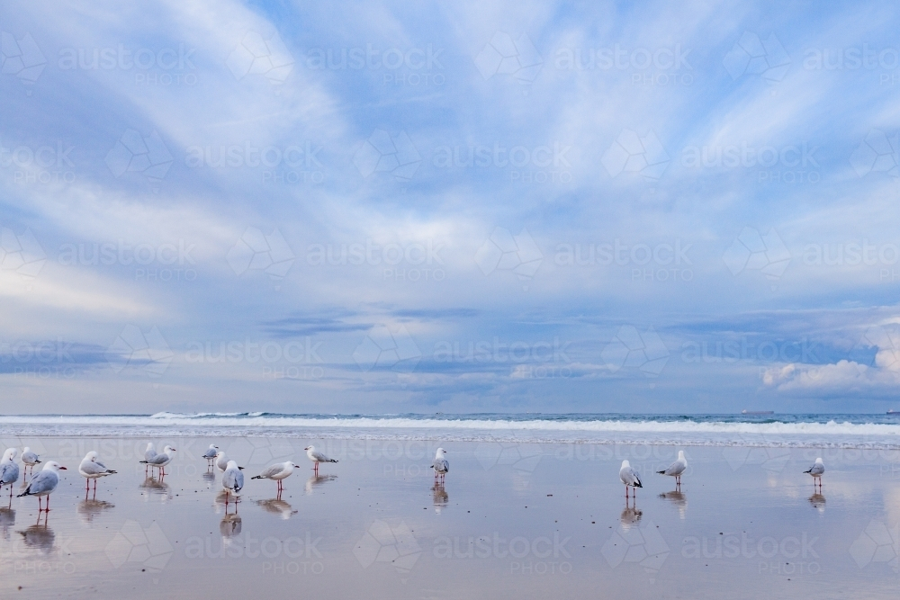 flock of seagulls on wet beach sand with streaky clouds in winter sky - Australian Stock Image
