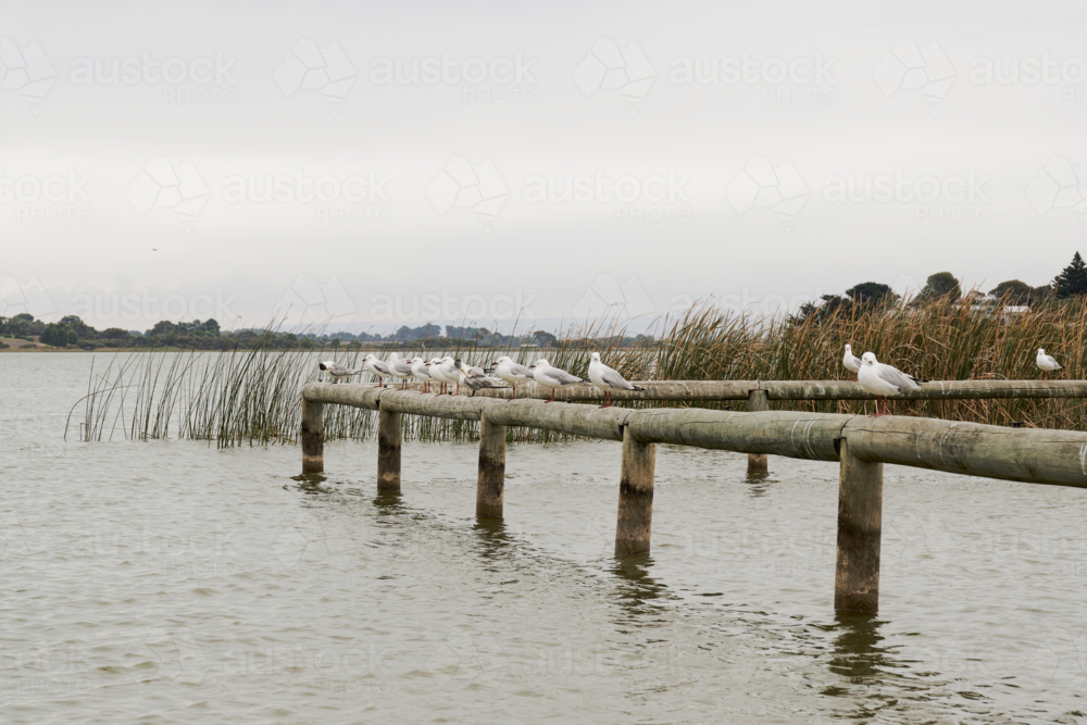 Flock of Seagulls Resting on a Lakeside Railing at Clayton Bay - Australian Stock Image