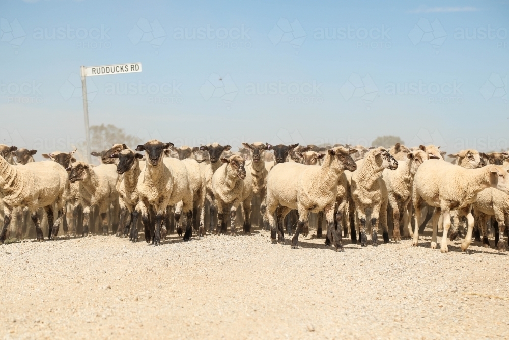 Flock of sheep being moved along country road - Australian Stock Image