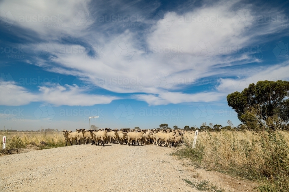 Flock of sheep being moved along country road - Australian Stock Image
