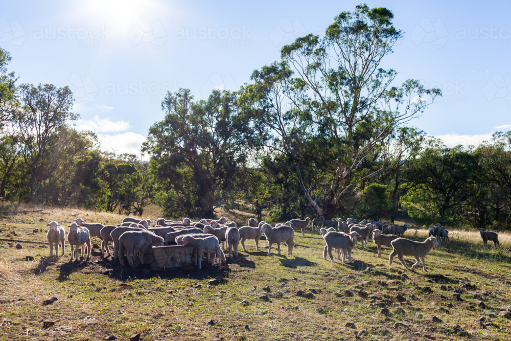 flock of sheep drinking at water trough in farm paddock under bright summer sunlight - Australian Stock Image