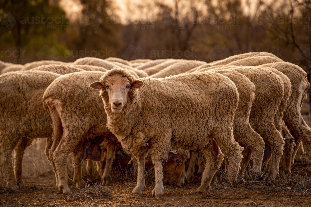 Flock of sheep feeding in dry paddock - Australian Stock Image