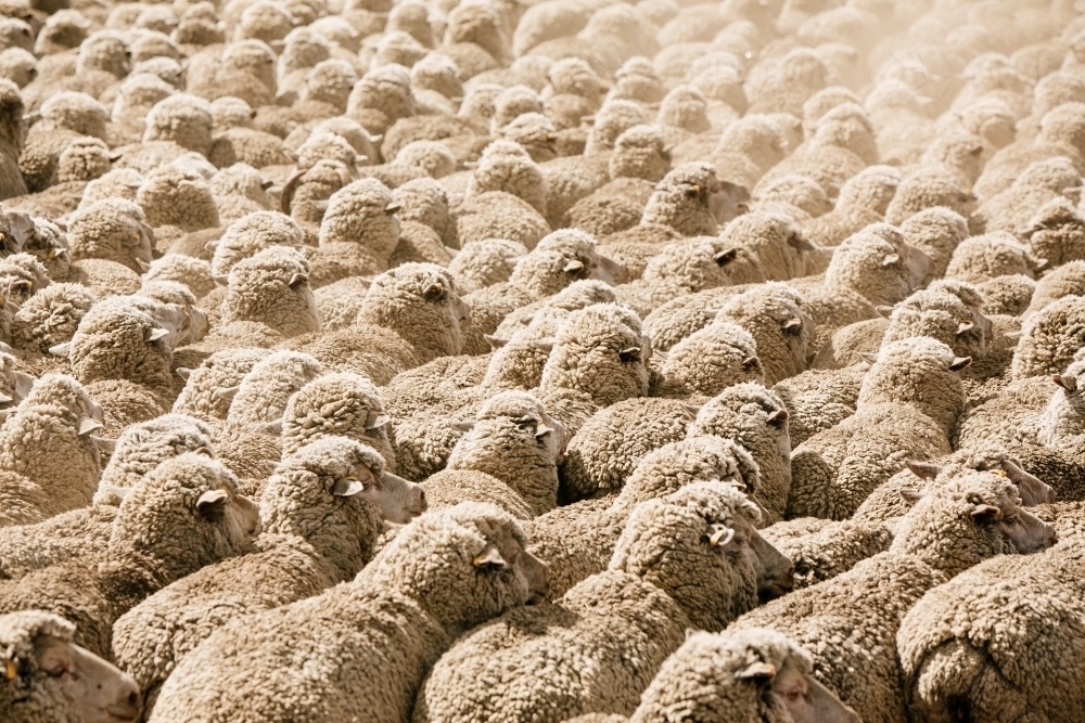 Flock of sheep fill the frame - Australian Stock Image