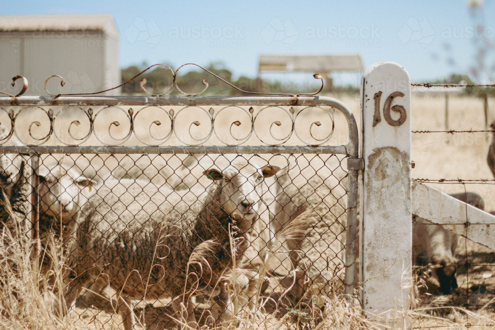 Flock of sheep gathered behind metal gate in rural paddock with concrete post marked with number 16 - Australian Stock Image