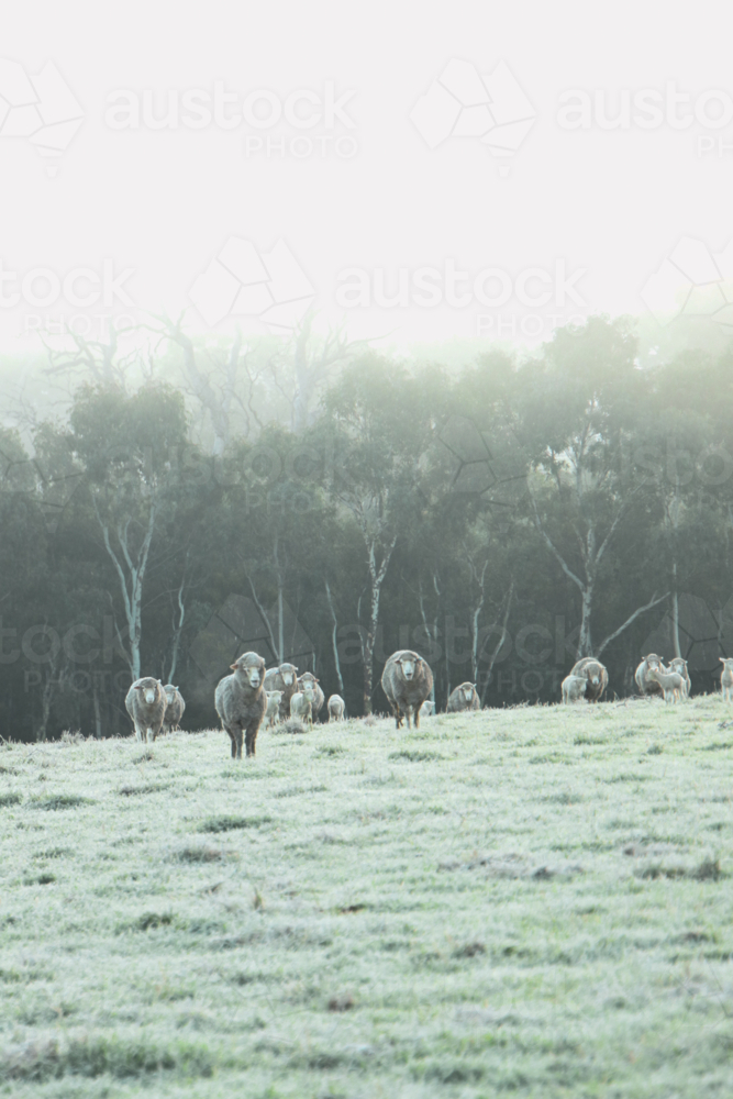 Flock of sheep grazing on a frost covered paddock - Australian Stock Image