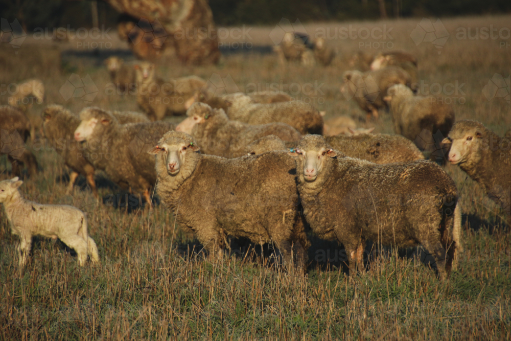 Flock of sheep grazing on a sunlit paddock - Australian Stock Image